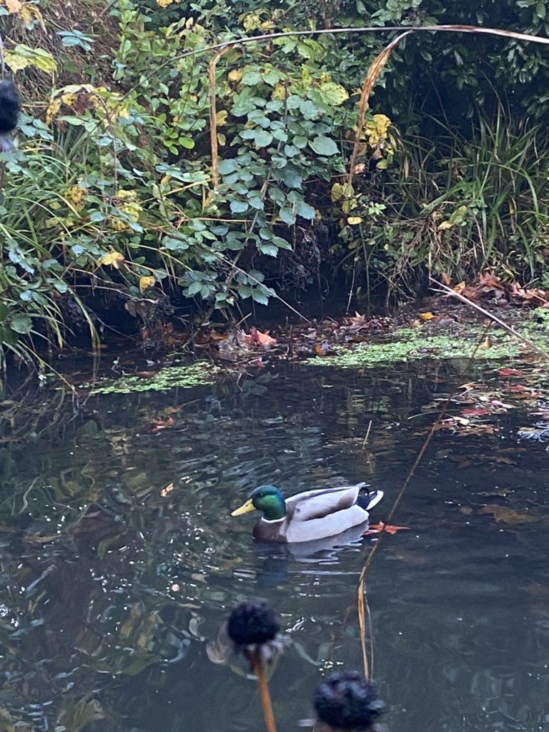 My favourite residents of Highfield campus🦆 @unisouthampton #WeAreUoS