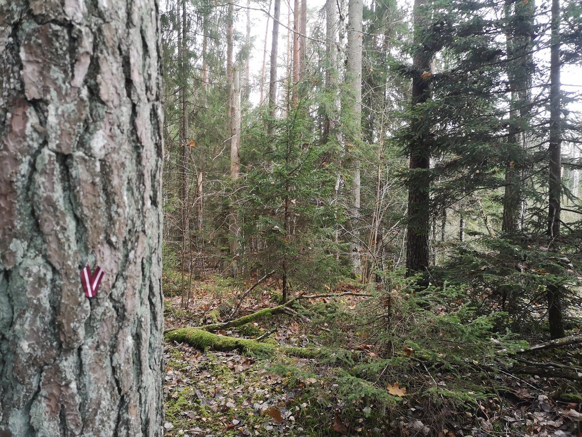 Šis mežs ir vecāks par Latvijas valsti. No nociršanas to pasargājis tikai tas, ka šeit ligzdo mazais ērglis, kura aizsardzībai izveidots mikroliegums. #neesamcirvji #Latvijai105