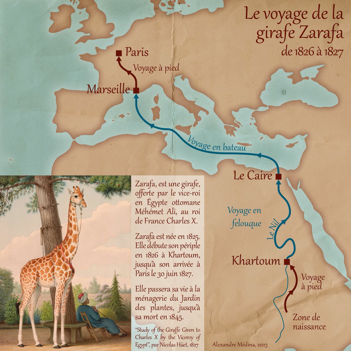 #30daymapchallenge JOUR 17 - 'Flux' 🦒🧭 Le voyage de la girafe Zarafa #Cartographie #Carte #Map #SIG #Girafe #Zarafa