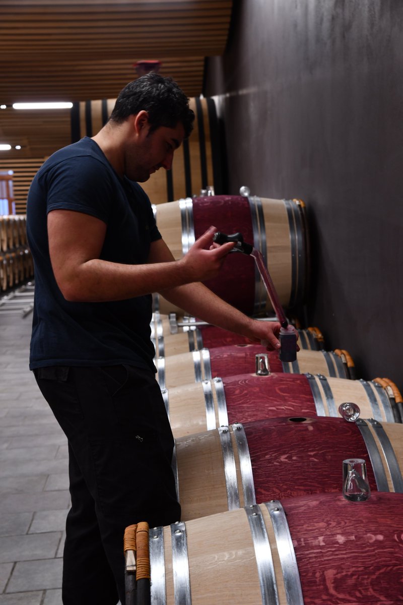 Les fermentations malolactiques de Château Angelus se font directement en barrique. Si les vins gagnent ainsi en complexité, cette méthode nécessite également une gestion attentive du processus.