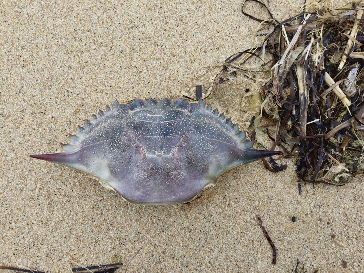 SaveTheBayRI's tweet photo. What kind of crab shell did Emma find while walking the beach? 🦀
Tag us in your photos and share your Narragansett Bay adventures!
📸: Emma H.
#savethebayri #narragansettbay #crab #seashell #beachcombing #shellcollecting https://t.co/hoGFNvjOh9