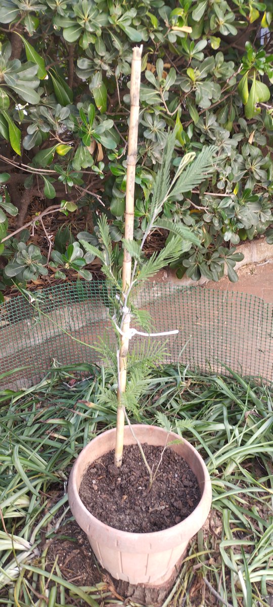 Aquests dies han vingut a fer la tala dels arbres, entre ells, la de la nostra estimada mimosa. Però hem tingut sort😊,perquè en veure que els infants estàvem tristos, ens han portat una NOVA petita MIMOSA! Desitgem que creixi bonica i eixerida, i en tindrem molta cura.