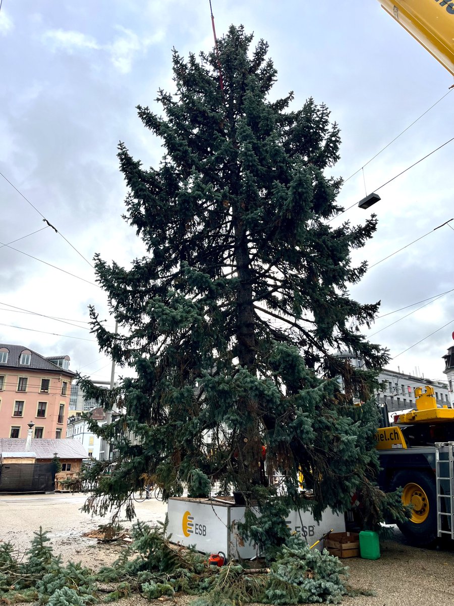 Schon bald taucht der Weihnachtsbaum des Energie Service Biel/Bienne die Bieler Innenstadt in eine vorweihnachtliche Stimmung. Die Vorbereitungen fanden heute mit dem Fällen und Aufstellen der auserwählten Tanne einen ersten Höhepunkt.