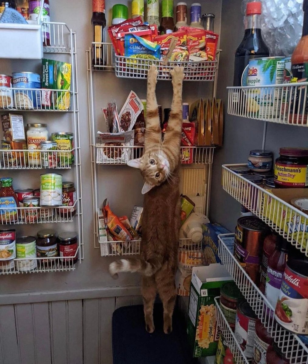 Posts Of Cats (@postsofcats) on Twitter photo 