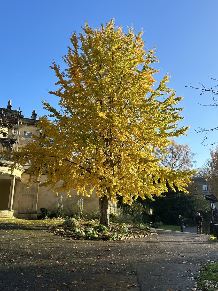 A stunning Autumnal day in the gardens
#fosydneygatdens #holburnemuseum #bathnewseum #bathmums #visitbath #bathparks #bathwick