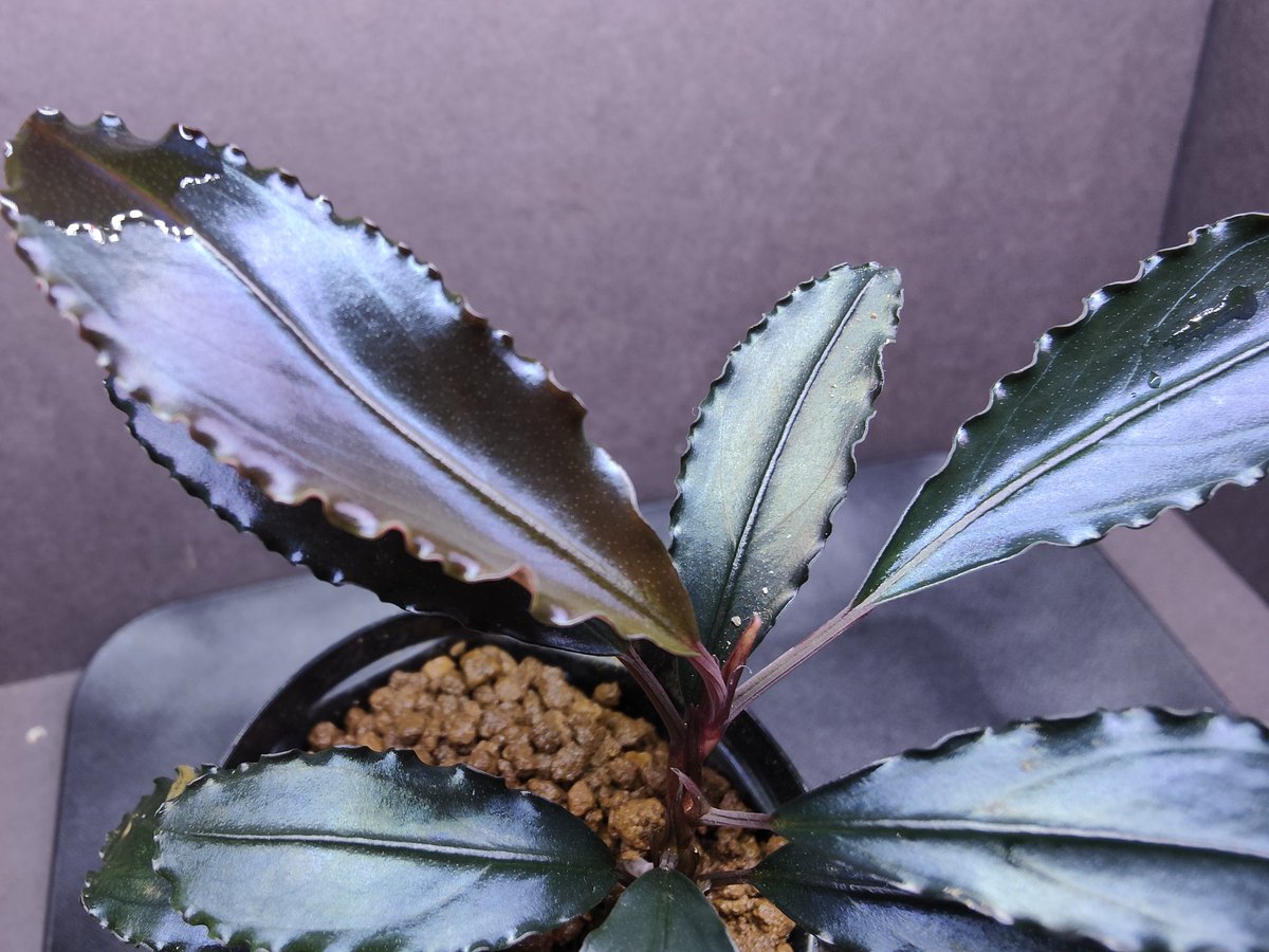 Bucephalandra Red waltz （レッドワルツ） メタルタグ付き Bucephalandra sp.”Red waltz” 水上葉 ブセファランドラ レッド