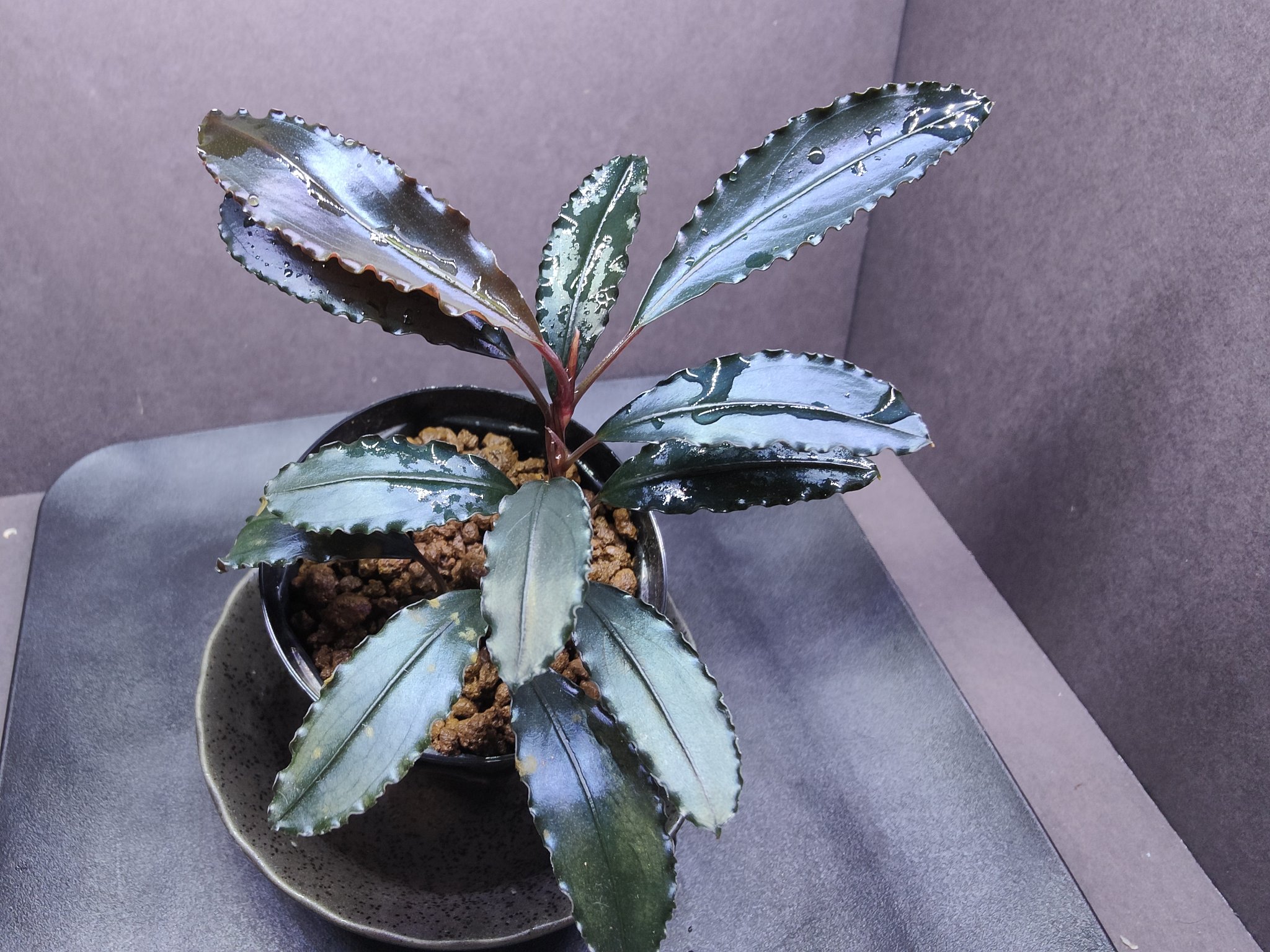 Bucephalandra sp. “Red waltz” 水の国 ブセファランドラ