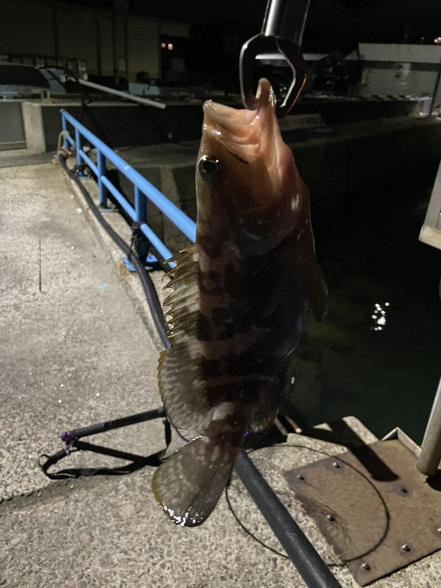 お久しぶりでございます🐟