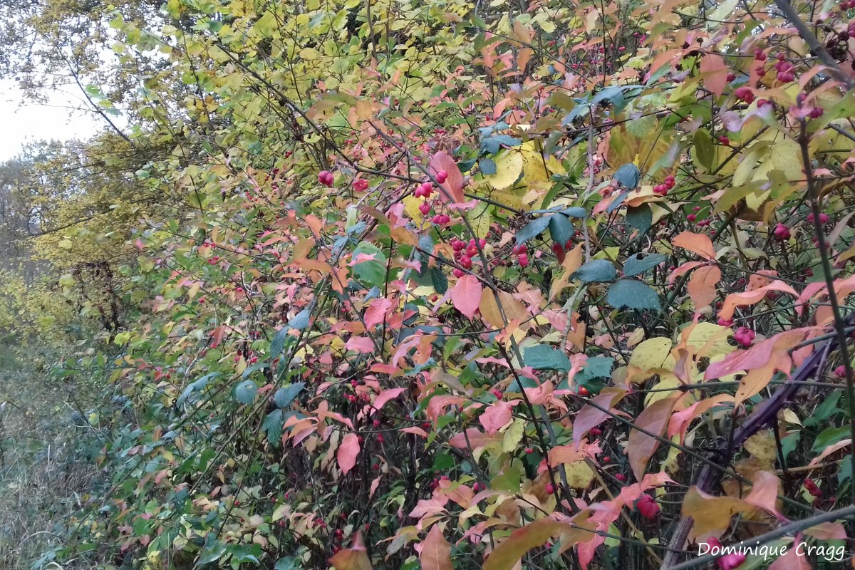 #Monkwood is bursting with beautiful colours at the moment! Here you can see the vibrant pink and orange berries of spindle and the yellowing leaves of field maples in the distance 🍂 Have you captured any autumnal scenes recently?