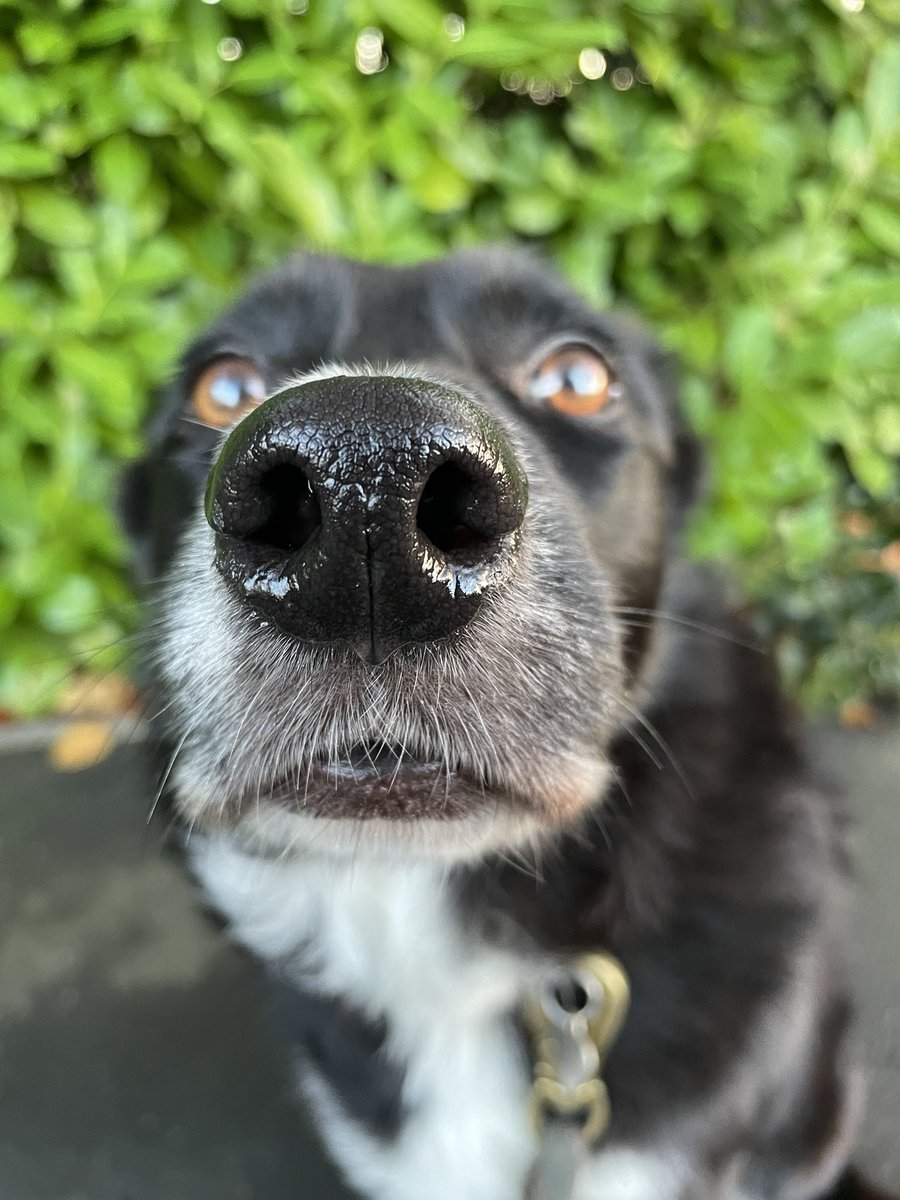 Happy Friday!
Here is a big wet boop for anyone who needs one 😘