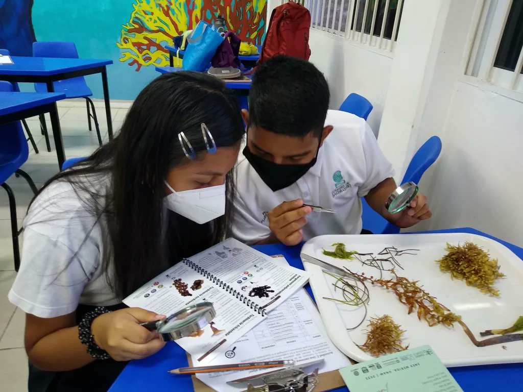 «No todo es sargazo»: Aprendizajes en un proyecto de ciencia ciudadana marino-costera. Community science seaweed study on beaches of the Yucatan Peninsula - Ana Benavides Lahnstein, @SpaceGeographer, Lucy Robinson @Juliet_seaweeds @NHM_CitSci &al doi.org/10.5565/rev/en…