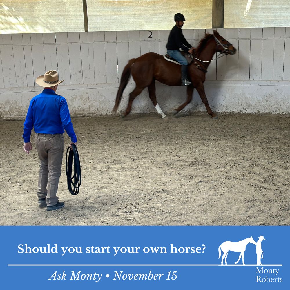 Question: Should you start your own horse? Read Monty's answer in the Ask Monty Q&A: montyrobertsuniversity.com/q_and_a Have your own question for Monty? 👉 Send it to askmonty@montyroberts.com #MontyRoberts #AskMonty #StartingNotBreaking montyrobertsuniversity.com/q_and_a