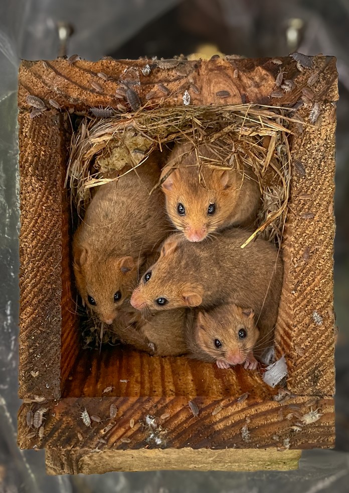 People's Trust for Endangered Species tweet media