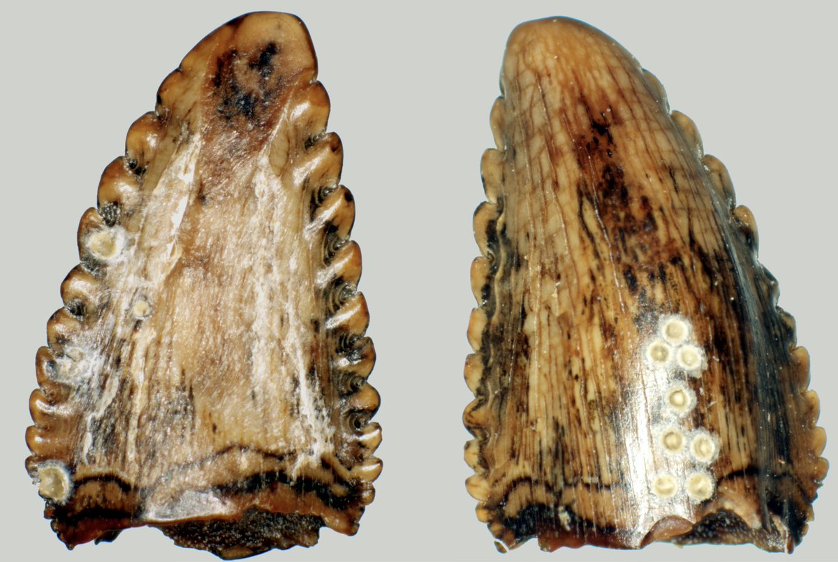 For #FossilFriday I'll highlight my post about our new paper on using element ratios to look at dinosaur diets, now online in GSA Bulletin @GSAPublications #GSAPubs.

I'll also include an example image of one of the fossil teeth we analyzed in the study