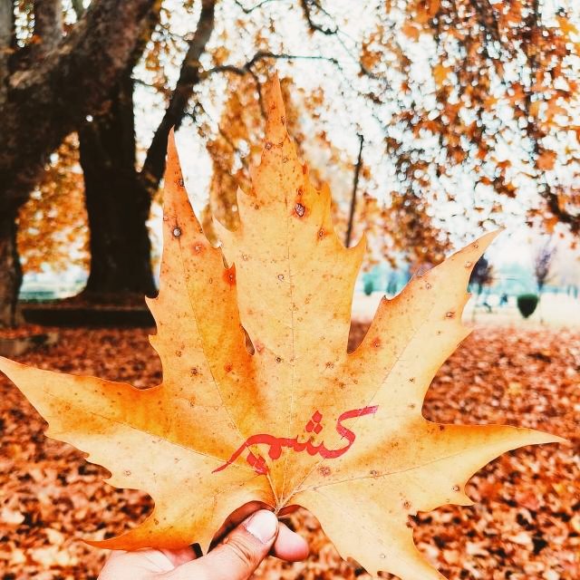 **The Soul behind the Dark Shadow's ***
#Kashmir
#autumnfalls 
#NatureLover
#FriendsFollback 
#ArticleWriter
#BooksWorthReading @veenu_sehgal