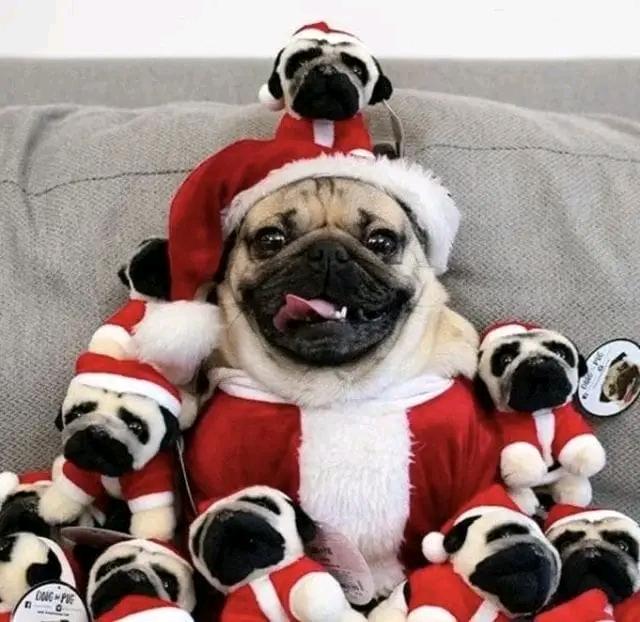 Christmas day 😍
#pug #pugdog #pugtwitter #cutepug #pugfriends #pugfamily #pugnice #puglife  #PugLover  #pug