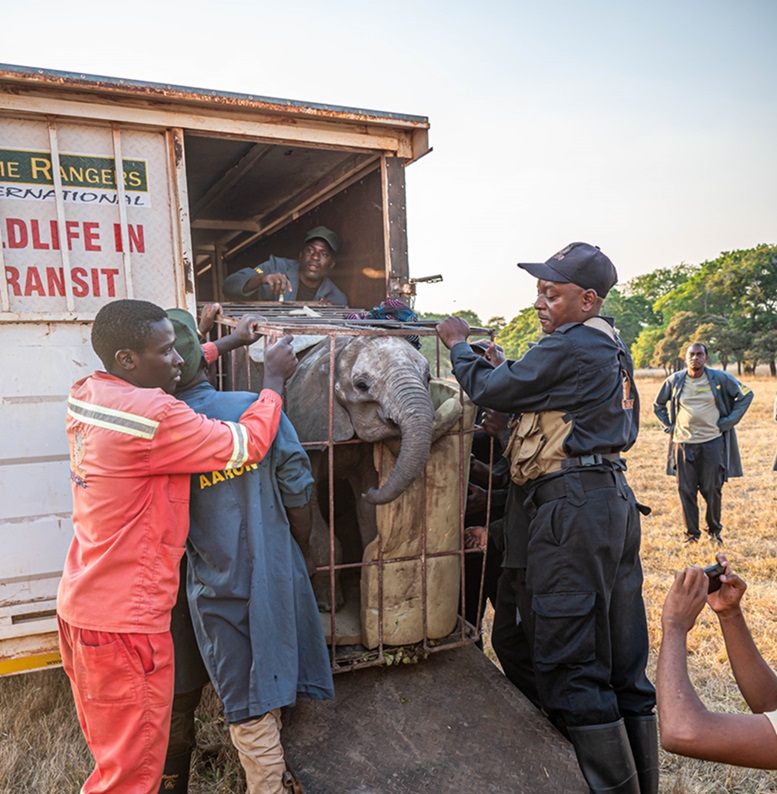 proflightzambia's tweet photo. WINGS OF COMPASSION – PROFLIGHT AND PROCHARTER AIRLIFT BABY ELEPHANT TO SAFETY

 Read more - https://t.co/Gy7CD53wye
#GameRangersInternational 
#DepartmentofNationalParksandWildlife
#ConservationSouthLuangwa
#ChipembeleWildlifeEducationTrust
#ProCharter
#PlaneSmart https://t.co/a3LwH7dQPh