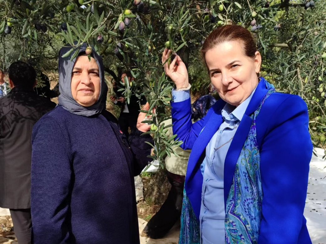 akkadinbilecik's tweet photo. Bayırköy Belde'mizin Sarmaşık Köyü'müzde  düzenlenen "Zeytin Hasadı"etkinliğine Başkanımız @HasitMutlu ,Belde Kadın Kolları Başkanımız Şükran ÜNAL ile birlikte katıldılar.
Değerli çiftçilerimize hasadlarının hayırlı ve bereketli  olmasını diliyoruz.
#AKPARTİBilecikKadınKolları https://t.co/aOpu44gzAZ