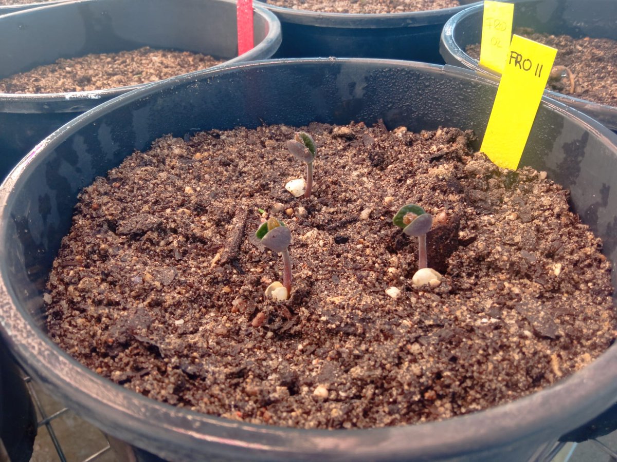 Nature's magic at play! 🌱 Our first seedlings sprouted, and the experiment is in full swing! Now, fine-tuning the watering routine to steer clear of fungus, especially since L. angustifolius isn't a fan of waterlogging. 🚿🌿 #DACWIRE #ClimateChangeAdaptation @AdApta_Lab