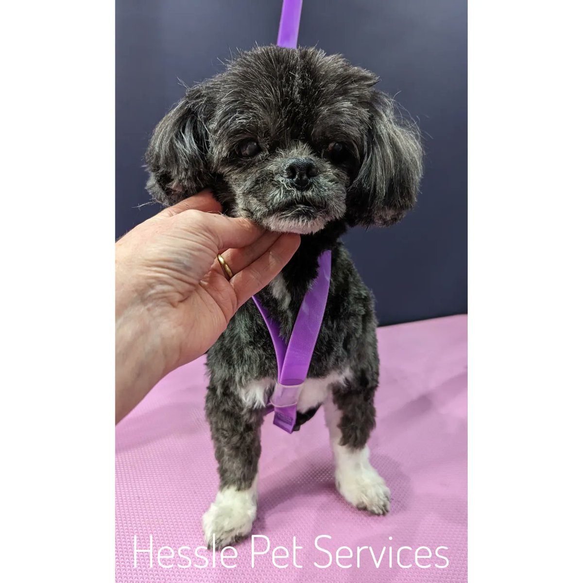 This sweet girl has had a pamper this morning which included frequent comfort breaks 💞
#DogGroomer #Hessle #LhasaApso #Lhasa #SeniorDog #DogsOfTwitter