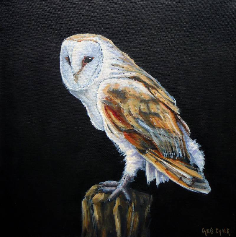 'Barn to be Wild', 16x16inch, oil - One of the UK's most beautiful birds of prey, barn owls are also one of my personal favourite birds. #artist #art #owls