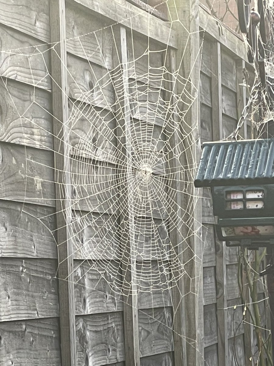 #Nature Morning on a slight misty one.Noticed this work of art whilst looking through the kitchen window. Looks eeery around the bird feeder & a piece of artwork on the left. Amazes me every time I see them🕸️🕷️have a great day all,we’re picking up our GD later for the w/end😍