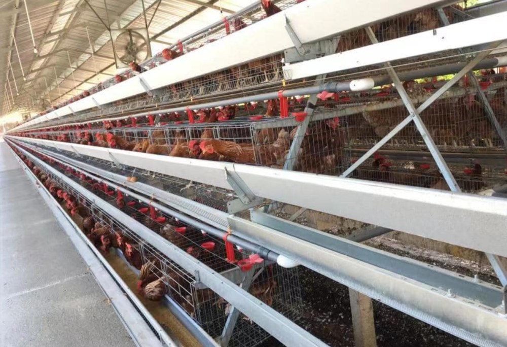 LiviCage's tweet photo. High Quality Automatic Layer Cages Egg Chicken Poultry Farm Battery Cages Provided Chicken House Q235 Steel Wire

https://t.co/wIyTsge86D

#poultryfarming #chickencage #eggproduction #poultryfarmdesign #batterycage #cage #chicken #chickensheddesign #poultryhouse #layercage https://t.co/r7cGeJT9Cs