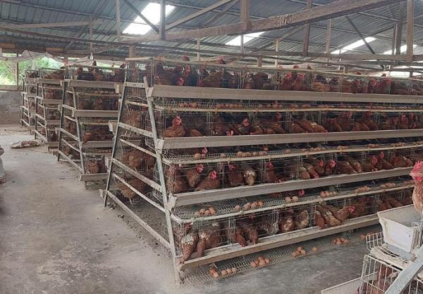 LiviCage's tweet photo. High Quality Automatic Layer Cages Egg Chicken Poultry Farm Battery Cages Provided Chicken House Q235 Steel Wire

https://t.co/wIyTsge86D

#poultryfarming #chickencage #eggproduction #poultryfarmdesign #batterycage #cage #chicken #chickensheddesign #poultryhouse #layercage https://t.co/r7cGeJT9Cs