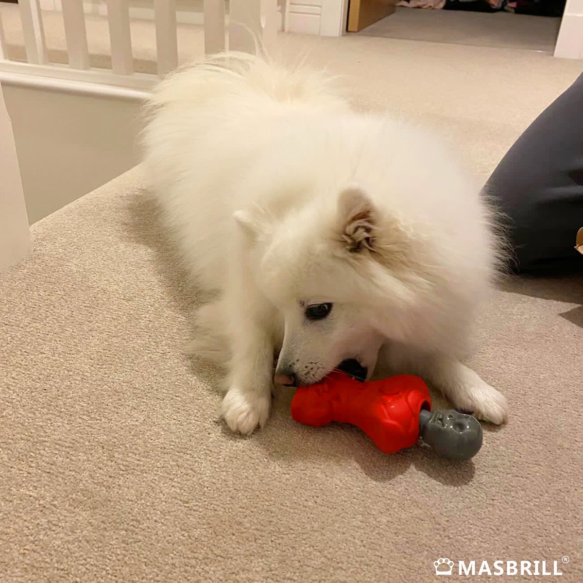 Masbrill_World's tweet photo. This furry friend is already having fun with our Halloween gift!ππ
#Masbrill #Pets #pet #petportrait #petfriendly #petsupplies #petsuppliesplus #petsupply #petsupplier #petsupport #dog #dogs #doglover #dogtoys #dogtoysgalore #doglife #gift #giveaway
#doglifestyle https://t.co/DssZjOzsSF