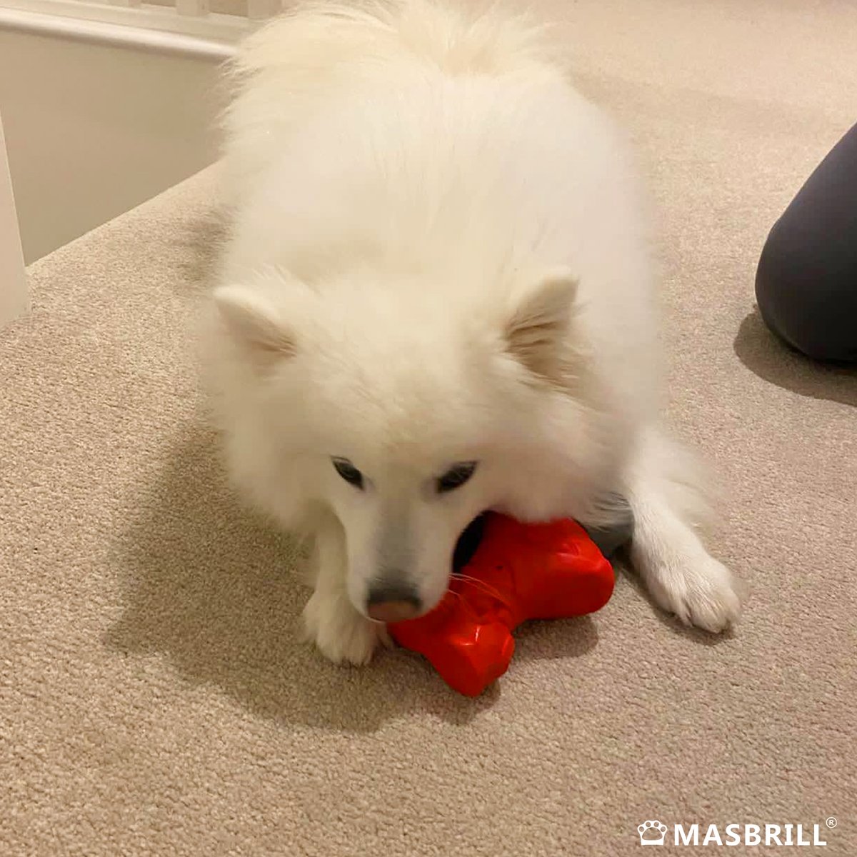 Masbrill_World's tweet photo. This furry friend is already having fun with our Halloween gift!ππ
#Masbrill #Pets #pet #petportrait #petfriendly #petsupplies #petsuppliesplus #petsupply #petsupplier #petsupport #dog #dogs #doglover #dogtoys #dogtoysgalore #doglife #gift #giveaway
#doglifestyle https://t.co/DssZjOzsSF