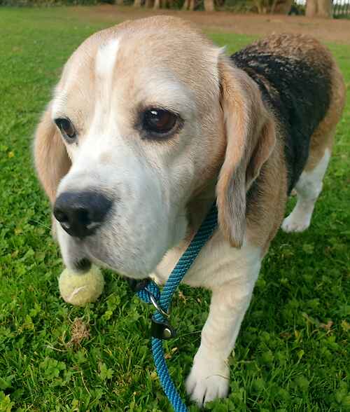 AdoptionsUk's tweet image. Please retweet to help Monku find a home #KENT #UK Female  7 years 
Breed: Beagle 
Colour: Tri Colour 
Location: #NewRomney
Monku came in to Last Chance Rescue due to a combination of both her and her owners health conditions. 
She is currently a very subdued lady and we are…