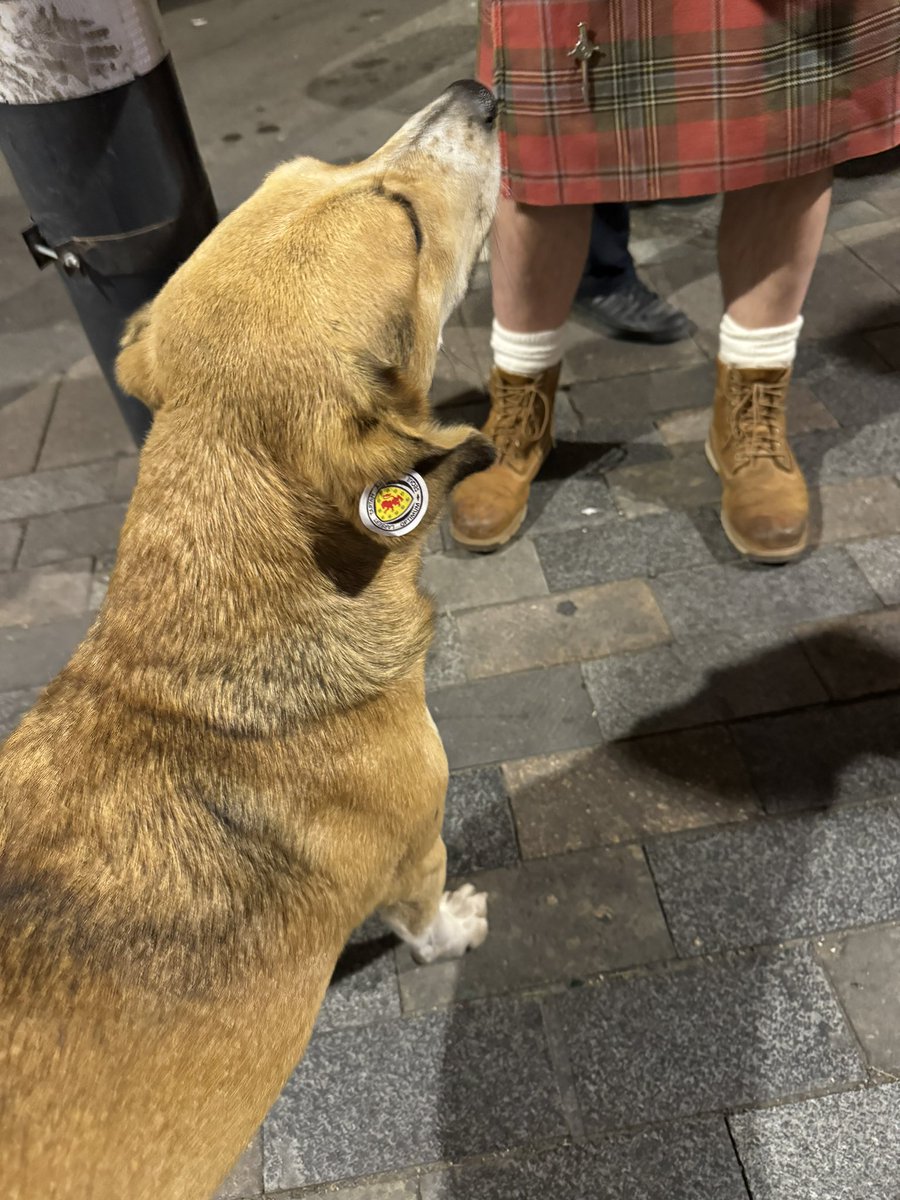ITHCharlieD's tweet image. Great day yesterday at the Boris Stadium in Tbilisi, even the stray dogs were backing us 🏴󠁧󠁢󠁳󠁣󠁴󠁿