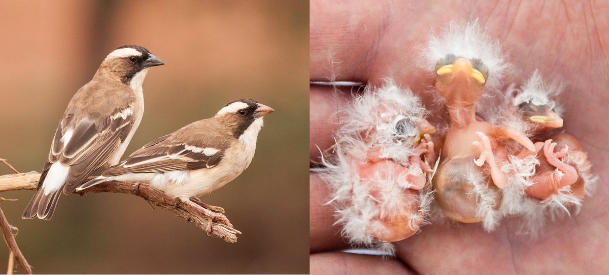 *New #evolution paper* Sparrow-weaver mothers lay larger eggs when they will have more help feeding chicks. Maternal reaction norms to help are *opposite* for egg size & nestling feeding rate. Cool. But why do this? 1 of 3. Fine work @p_capi. tinyurl.com/2djsp6zd #ExeterCEC