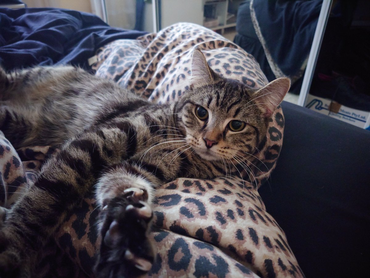 toffeeroo's tweet photo. @aboutasteph This is Mackie, a little rescue cat with a wonky tail... 😻 He's so happy in his new home... 😁💕 https://t.co/4pvo3QtyjN