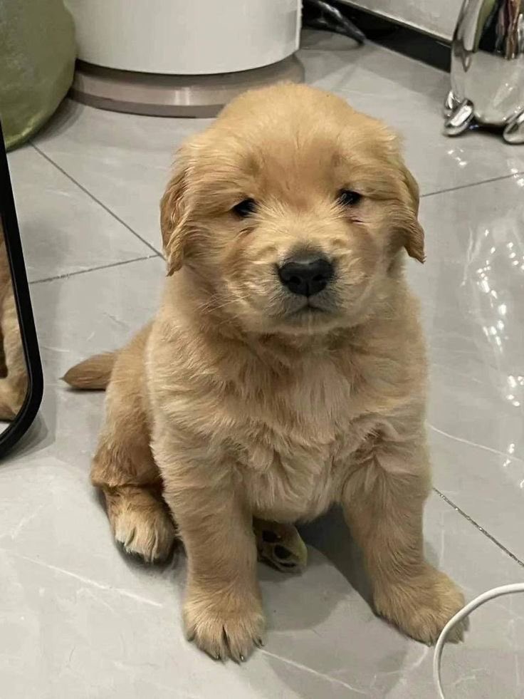 takemybear 🐶 tweet media