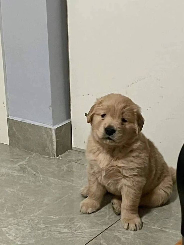 เหมือนอึ่งเลย อึ่งแดง