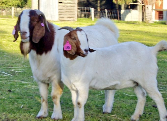 #LivestockFarming, also known as #AnimalHusbandry, is the practice of raising animals for making cash, food, etc..

According to the most recent data from the World Bank, #LivestockFarming contributed approximately 8% to the GDP of #Rwanda in 2020. This was up from 7.8% in 2019.