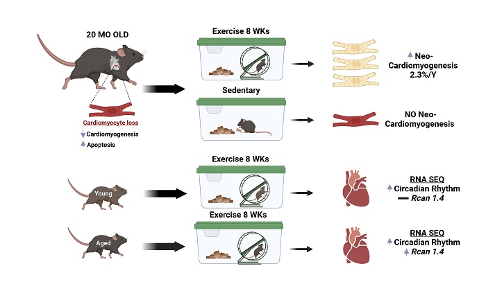 Dr. Hesham Sadek et al. commented on an article by Dr. Lerchenmüller et al. highlights a subtle, yet important, role of exercise in myocardial renewal in the aging mammalian heart. oaepublish.com/articles/jca.2…