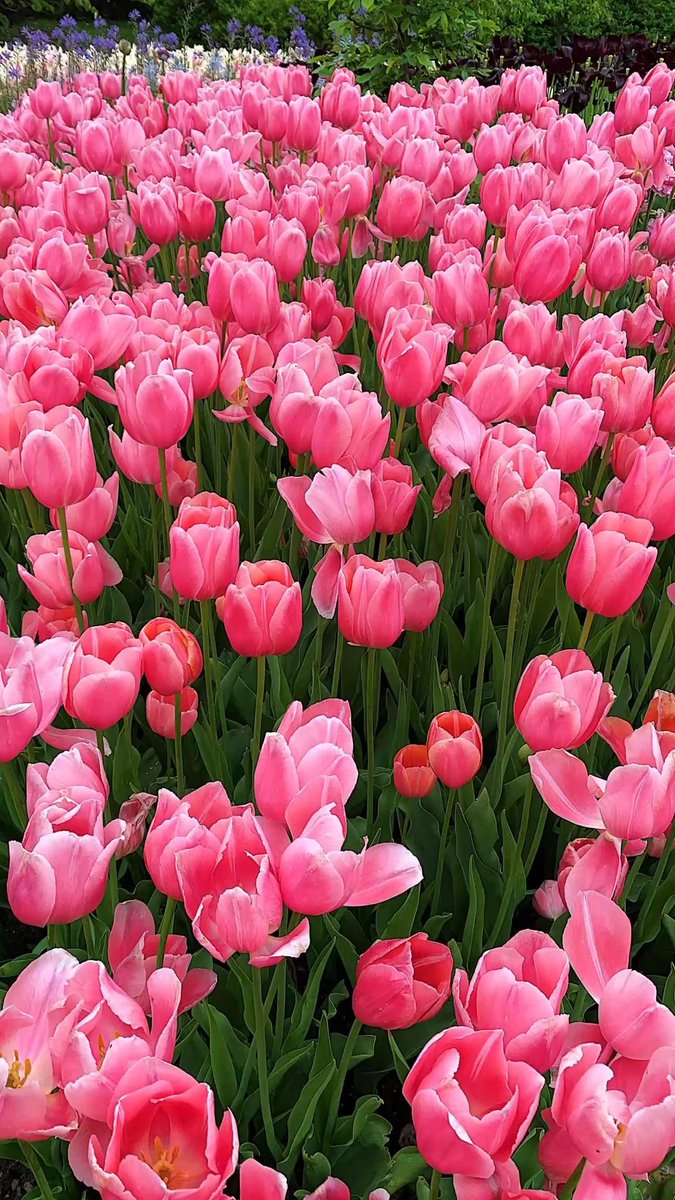 clo90602's tweet photo. Pink tulips 🩷 https://t.co/O8hoDD8phR