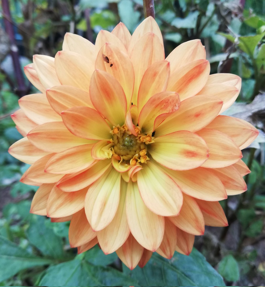 Dahlia 'Maxi Emilio' still blooming, showing It's fading autumn colours. 
🌿 🧡💛 ✌️😌
#FlowersOnFriday #gardening #Dahlialove