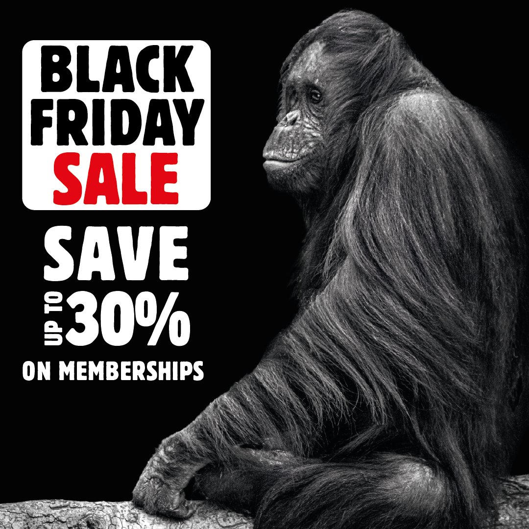 Our Black Friday Sale is LIVE! 🖤

Grab a bargain this Black Friday and SAVE 30% on new gold memberships, 20% on new silver memberships and 10% on new bronze memberships!

Buy now! 👉 ow.ly/G9ha50Q8ENB 

Offer ends Thursday, 30th November at 4pm.