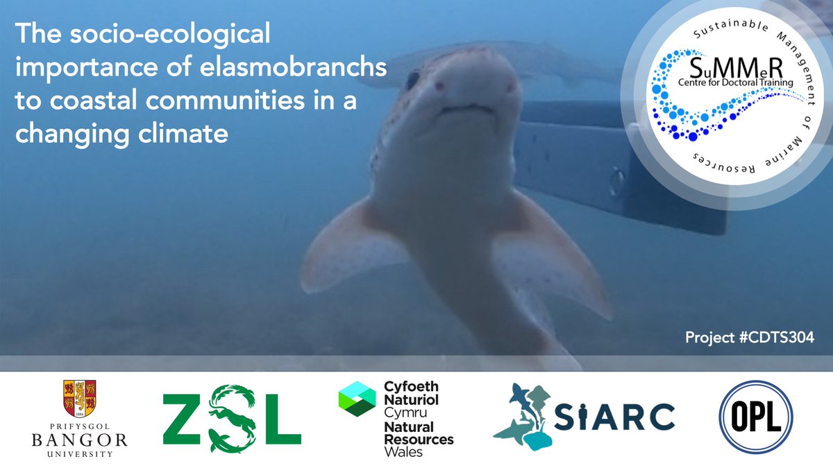 New interdisciplinary #PhD with us available through @CDT_SuMMeR Sharks + Oceanography + Social Science + Climate Change Based @BangorUni, co-supervised by @ZSLScience and @NatResWales and in association with @ProjectSIARC Apply here by 16/01/24 - plymouth.ac.uk/study/research…