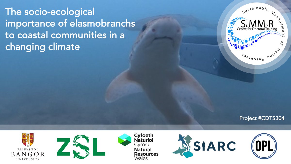 David Curnick (@davidcurnick) on Twitter photo New interdisciplinary #PhD with us available through
<a href="/CDT_SuMMeR/">CDT SuMMeR</a>
Sharks + Oceanography + Social Science + Climate Change
Based <a href="/BangorUni/">Bangor University</a>, co-supervised by <a href="/ZSLScience/">ZSL Science</a> and <a href="/NatResWales/">Cyfoeth Naturiol Cymru | Natural Resources Wales</a> and in association with <a href="/ProjectSIARC/">SIARC</a>
Apply here by 16/01/24 - plymouth.ac.uk/study/research… New interdisciplinary #PhD with us available through
<a href="/CDT_SuMMeR/">CDT SuMMeR</a>
Sharks + Oceanography + Social Science + Climate Change
Based <a href="/BangorUni/">Bangor University</a>, co-supervised by <a href="/ZSLScience/">ZSL Science</a> and <a href="/NatResWales/">Cyfoeth Naturiol Cymru | Natural Resources Wales</a> and in association with <a href="/ProjectSIARC/">SIARC</a>
Apply here by 16/01/24 - plymouth.ac.uk/study/research…
