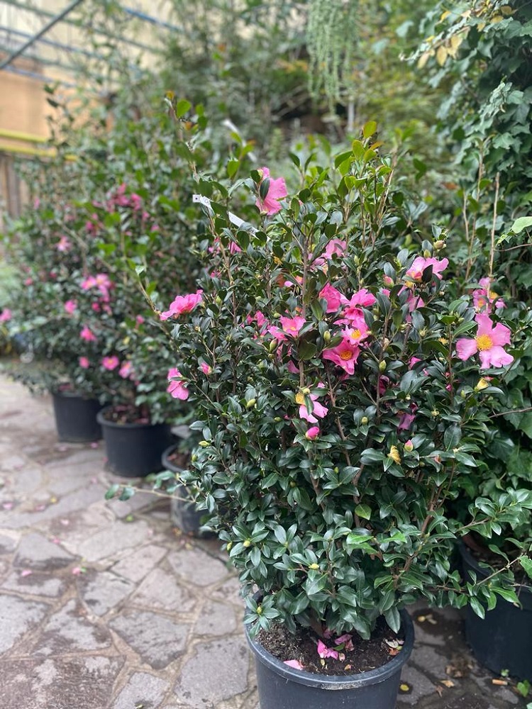 In questo periodo è iniziata la generosa fioritura della Camelia sasanqua e proseguirà fino a marzo! È un’ottima idea per un regalo natalizio: vieni a trovarci per scegliere la tua!
capoverde.com/fiori-piante/c…
#capoverdemilano #camelia #cameliasasanqua #fioritureinvernali