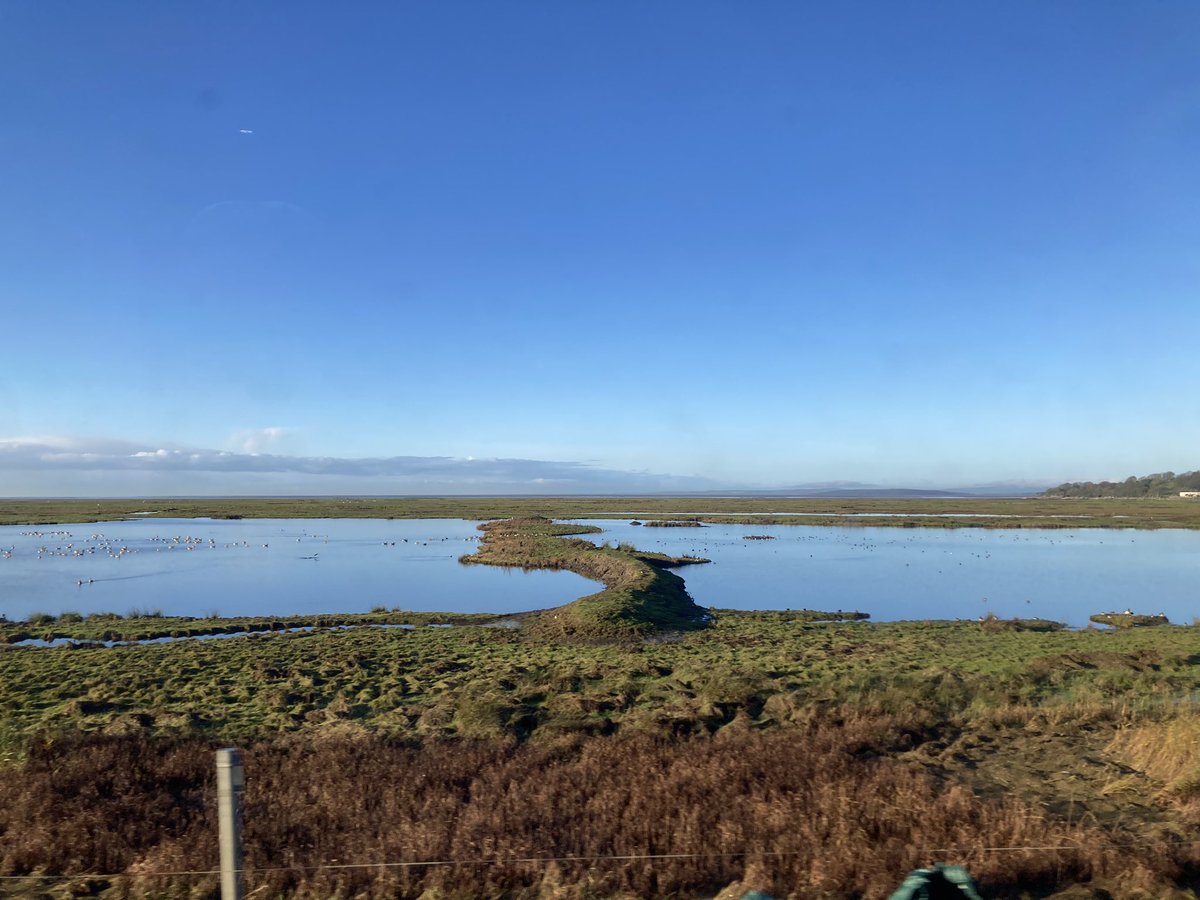 Beautiful crisp Autumn morning in Silverdale. Grey squirrels, magpies, crows, ravens & blue tits dancing and hopping across the roofs & chimneys and bitterns & starlings skimming the water @Natures_Voice Leighton Moss Reserve.