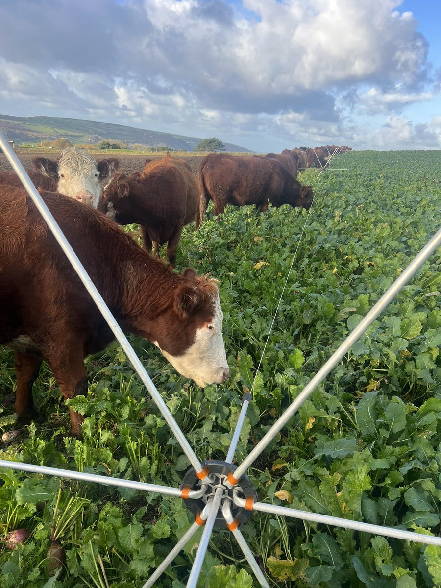 huw_bryn's tweet photo. Light soil and tumble wheels proving very beneficial. 85 cows in two lots fed for the day in 30 minutes. @pasturetec @MennaWilliams12 @FarmingConnect @HefinR https://t.co/K8vb6jBrQN