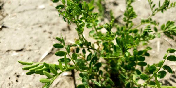 realagriculture's tweet image. Pulse School: Managing price risk in the #lentil market
@LeftFieldCR #cdnag #Ontag #westcdnag @BASFAgSolutions ow.ly/kfnH50Q8xM5