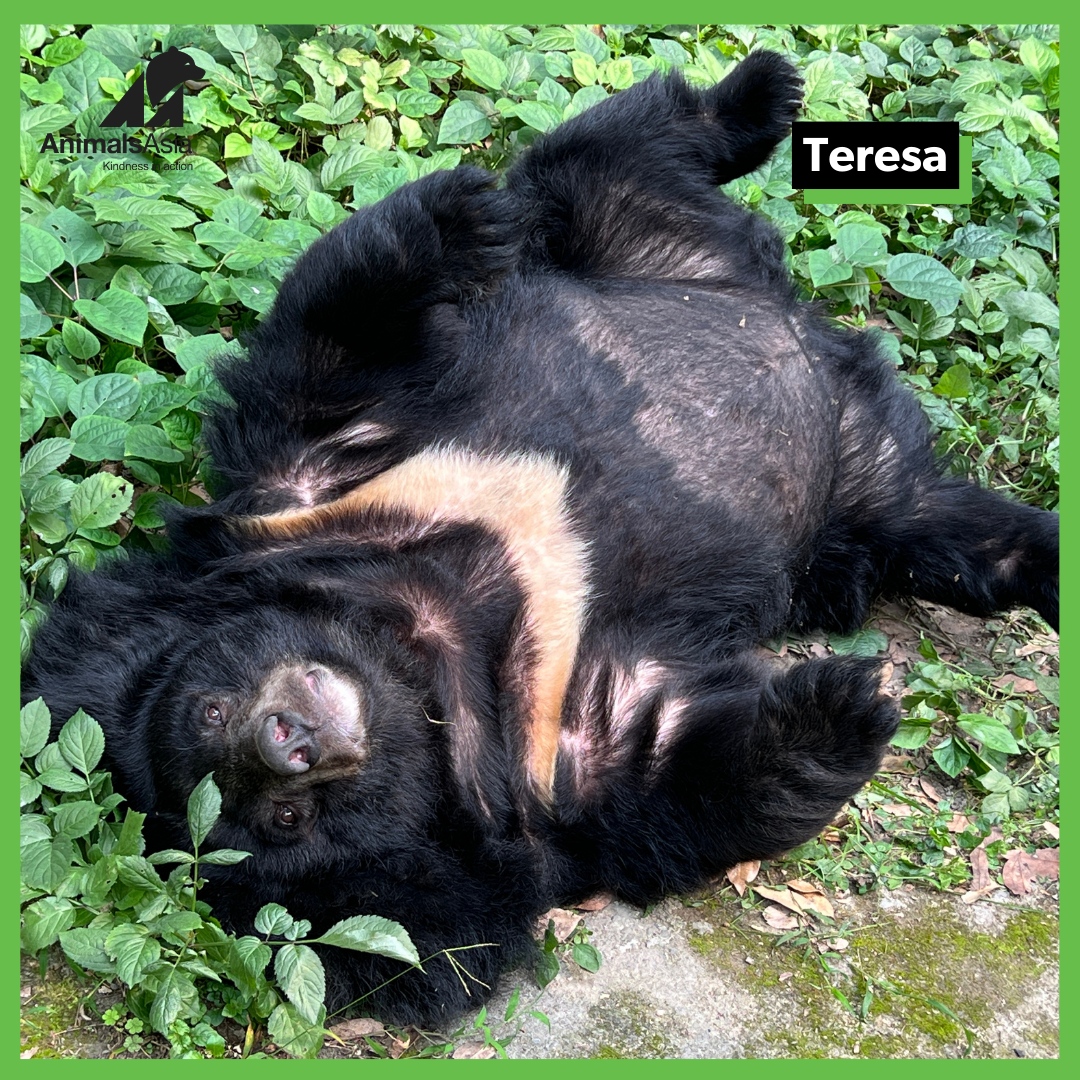 Animals Asia tweet media