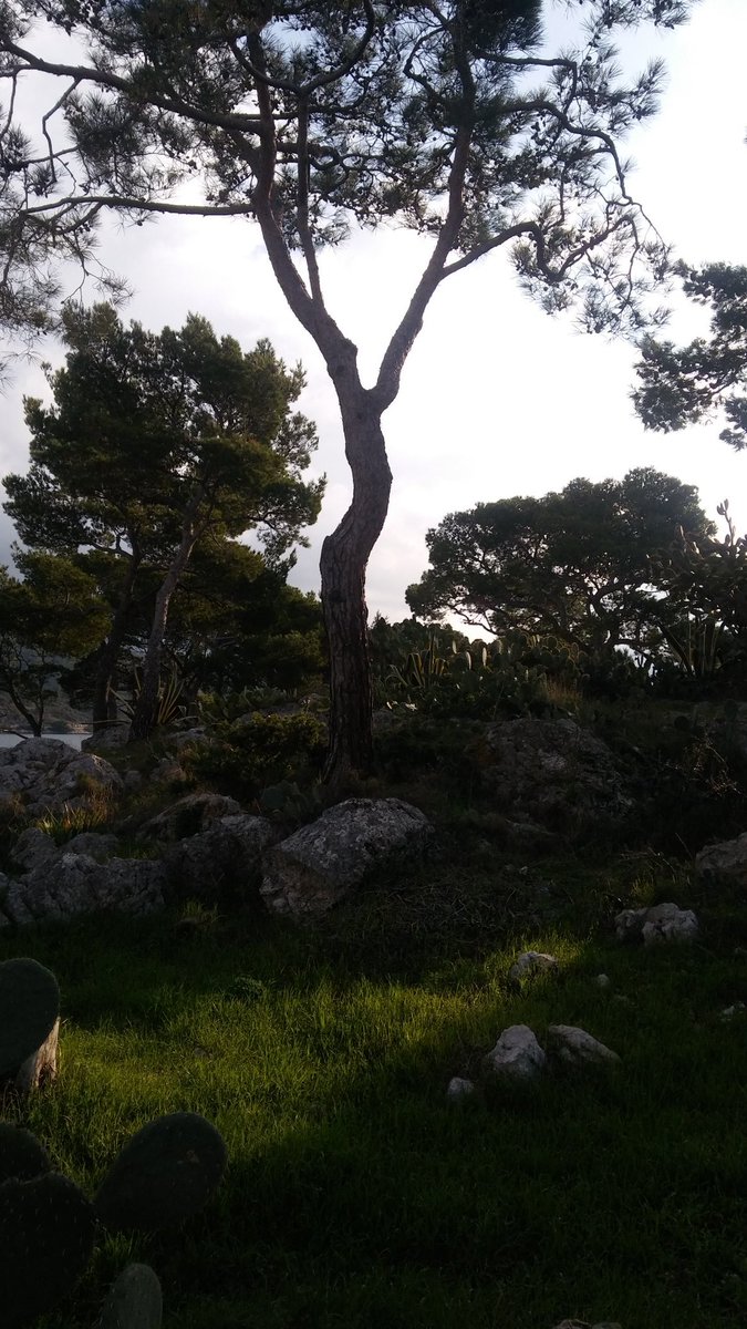 They cut off our wood without any control. Sad isn't it?