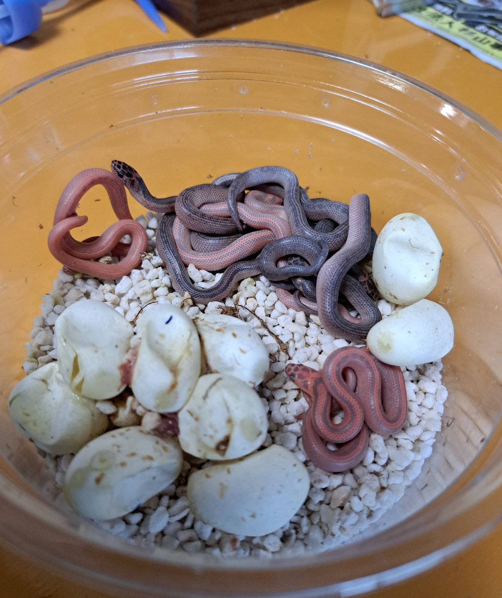 karatsuensis's tweet photo. HBMに出展します。
リストにアカマダラの品種が載ってないんですが、いつもの5品種を出品予定です https://t.co/vhwPJIfQxk